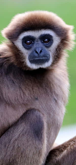 Iphone Xs Max Gibbon Background — iPhone 11 Pro Max Picha ya Ukuta