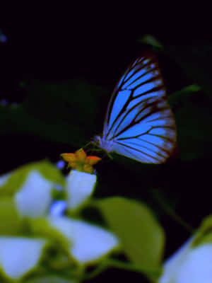 Real Butterfly Pictures — iPad Air 13 Picha ya Ukuta