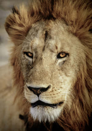 Lion Face Pictures — iPad Air 11 Picha ya Ukuta