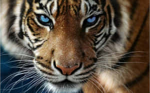 Tiger mwitu mkuu katika makazi yake ya asili — Tiger Picha ya Ukuta