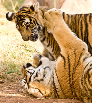 Play Fighting Tiger iPhone — Vivo X Fold3 Pro Picha ya Ukuta