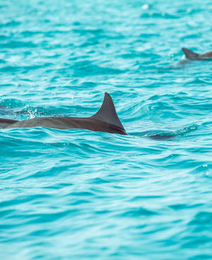 Tiny Dorsal Dolphin Fin walppaper — Galaxy Z Fold 5 Picha ya Ukuta