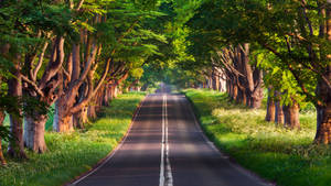 Sloping road with huge trees background wallpaper. — Studio Display Picha ya Ukuta