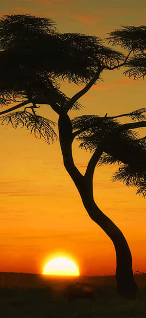 Tree Silhouette Portrait In Masai Mara — Huawei nova 16 SE Picha ya Ukuta