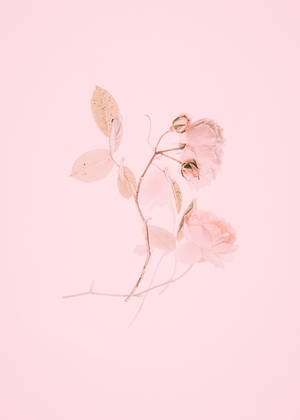 Captivating Pink Tulips in Blossom — Oppo Pad 5 Picha ya Ukuta