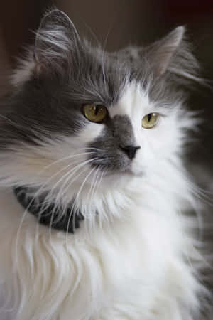 Turkish Angora Cat Relaxing on a Sofa — IQOO Pad5 Pro Picha ya Ukuta