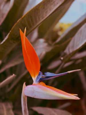 Bird of Paradise heif, Picha ya mandhari ya simu heif, Urembo wa maua, Ua la korongo, Picha ya ukutani ya maua, Iphone 17 Pro, Picha ya moja kwa moja, Picha nzuri za maua, Ua, Ua la machungwa — iPad Picha ya Ukuta