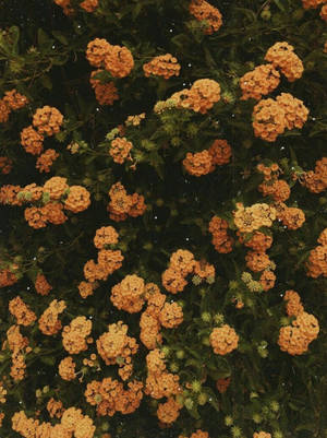Ubora wa Mwitu wa Mwitu wa Mwitu wa Mwitu — Aesthetic ya iPhone Picha ya Ukuta