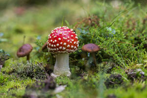 Uboreshaji wa Uyoga Mwekundu wa Fly Agaric — Uyoga Aesthetic Picha ya Ukuta