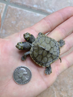 Ukubwa wa Turtle ya Kichwa Mbili ya Mapu ya Peke — Kobe baridi Picha ya Ukuta