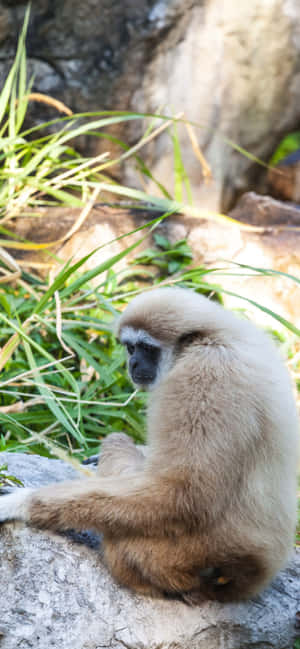Iphone Xs Max Gibbon Background — Honor Play 80 Picha ya Ukuta
