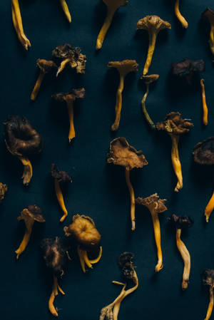 Uondoaji wa Uyoga wa Chanterelle Kwenye Mandhari ya Kina — Uyoga Aesthetic Picha ya Ukuta