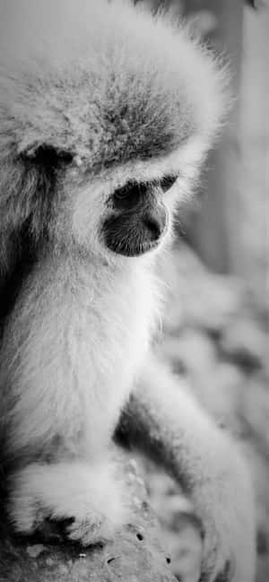 Iphone Xs Max Gibbon Background — iPhone 15 Plus Picha ya Ukuta