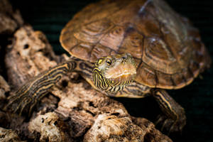 Upande wa Karibu wa Turtle ya Mlima wa Kaskazini — Kobe baridi Picha ya Ukuta