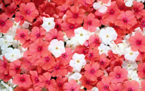 Mazingira ya Mwisho ya Pinki — Pink Floral Picha ya Ukuta