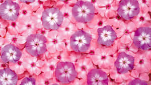 Maua ya Pinki Background