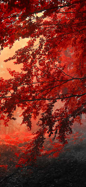 Iphone Xs Max Autumn Background — HMD Picha ya Ukuta