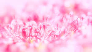 Mwaridi Pinki wa Mandhari ya Mwaridi — Pink Floral Picha ya Ukuta