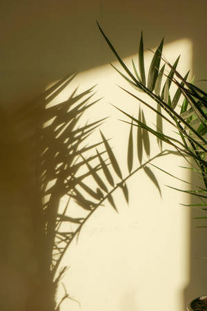 Urembo wa Mimea ya Kivuli cha Palm