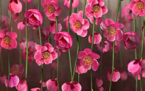 Mazingira ya Miti ya Pinki — Pink Floral Picha ya Ukuta