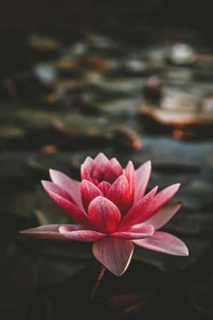 mazingira ya lotus — POCO Pad Picha ya Ukuta