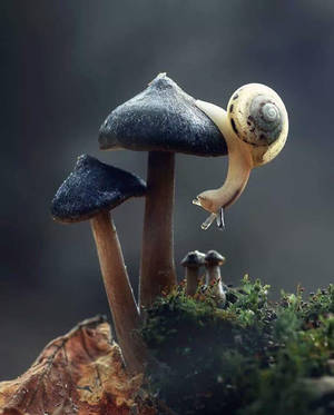 Uyoga wa Snail na Uyoga wa Bluu — Uyoga Aesthetic Picha ya Ukuta