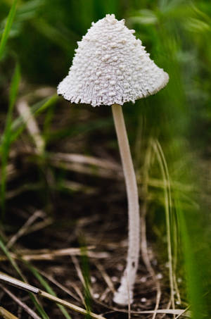 Uyoga wa Uyoga wa Snowy Inkcap — Uyoga Aesthetic Picha ya Ukuta