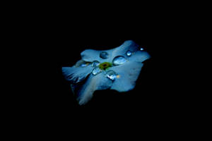 AMOLED wallpaper ya mwezi wa bluu na droplets katika nyuma ya nyeusi.
