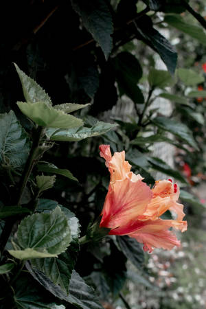 Uzuri wa Maua ya Hibiscus — Mimea Aesthetic Picha ya Ukuta