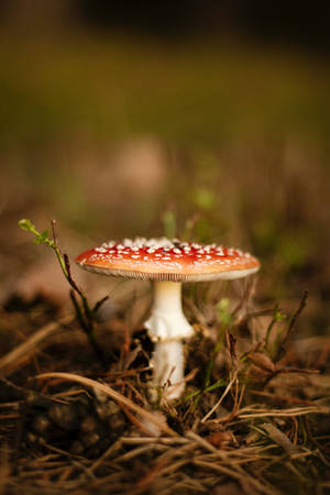 Uzuri wa Uyoga Fly Agaric Makro — Uyoga Aesthetic Picha ya Ukuta