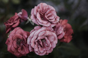 Uzuri wa Waridi wa Petali za Pink — Pastel pink aesthetic Picha ya Ukuta