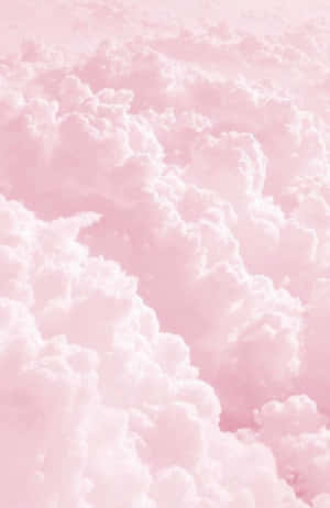 Picha za waridi za pastel