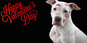 Siku ya Valentines dog funny wallpaper — Kichwa cha Skrini Picha ya Ukuta