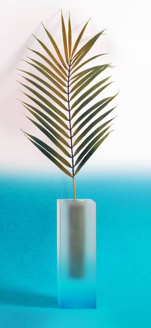 Plant Iphone — Galaxy A17 Picha ya Ukuta
