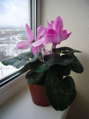 Cyclamen house plant wallpaper — 3:4 Picha ya Ukuta