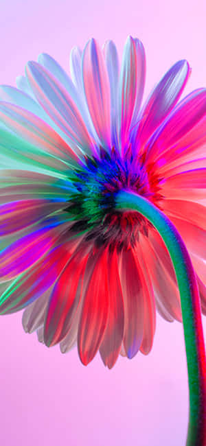 Rainbow Flower Iphone — iPhone Xs Max Picha ya Ukuta