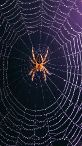 Picha ya kukusanya ya tamba la spida lenye umande na spida