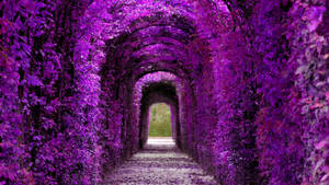 Violet aesthetic plant tunnel wallpaper — iMac Picha ya Ukuta