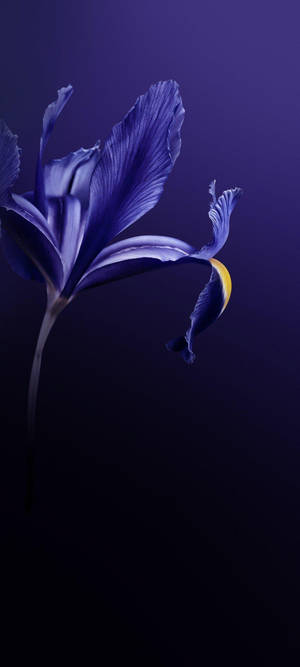Vivo V20 Purple Flower — Infinix Zero 40 Picha ya Ukuta