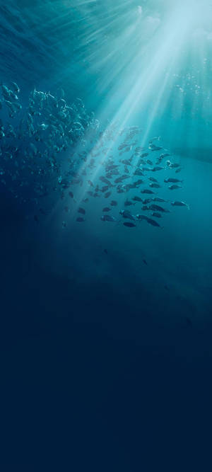 Vivo V20 Undersea Fish — Infinix Zero 40 Picha ya Ukuta