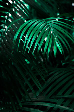 green linear leafed plant — iPhone 12 Picha ya Ukuta