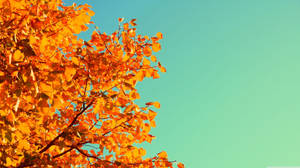 Orange hickories leaves from big tree during autumn season, view from below showing the sky.