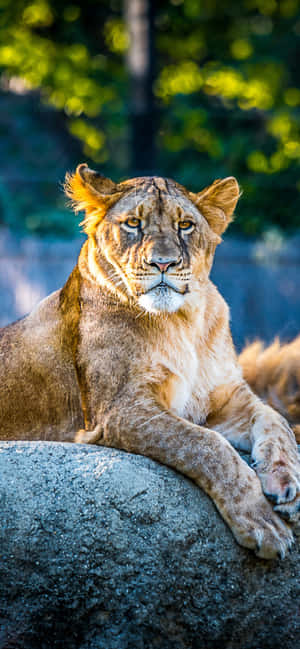 Animals Iphone — Redmi Note 15 Picha ya Ukuta