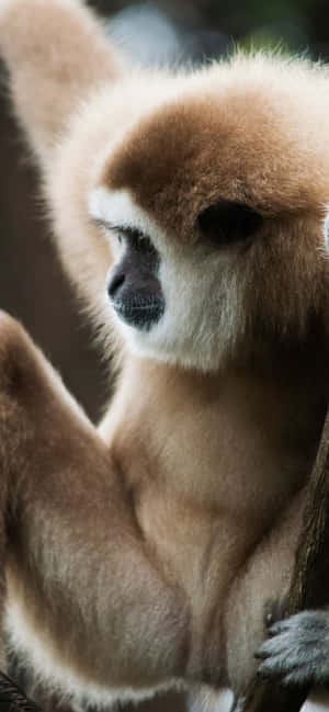 Iphone Xs Max Gibbon Background — iPhone 14 Plus Picha ya Ukuta