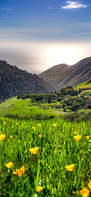 Iphone Xs California Background — Nubia Focus 2 Picha ya Ukuta
