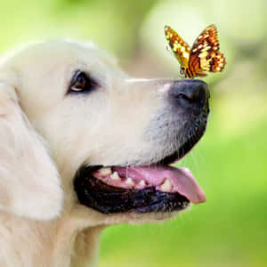 Aesthetic Dog Pictures — iPad 10th Generation Picha ya Ukuta