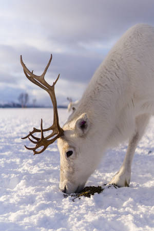 White Reindeer In Snow wallpaper. — Bila rangi Picha ya Ukuta