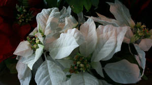 White Wonder Poinsettia wallpaper — Chromebook Picha ya Ukuta