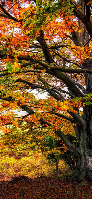 Iphone Xs Max Autumn Background — HMD Vibe 5G Picha ya Ukuta