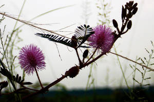 Wild Mimosa Flowers wallpaper — Magharibi Picha ya Ukuta